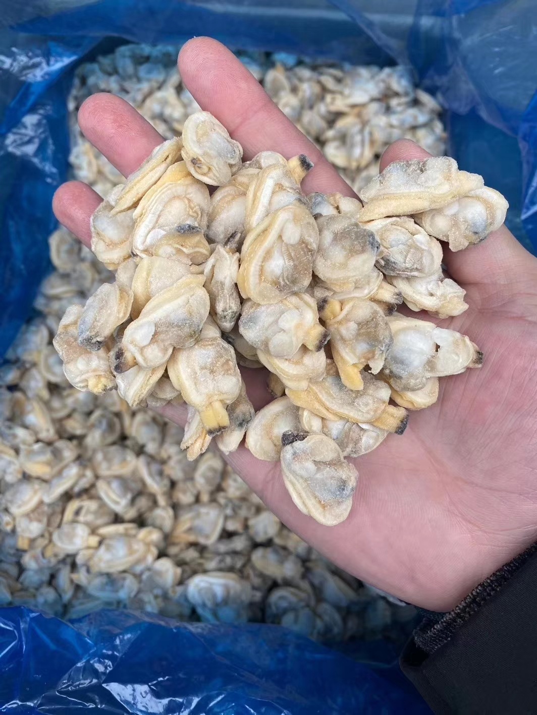 海产品海鲜_批发熟冻冻煮花蛤肉冷冻蛤蜊肉干冰速冻