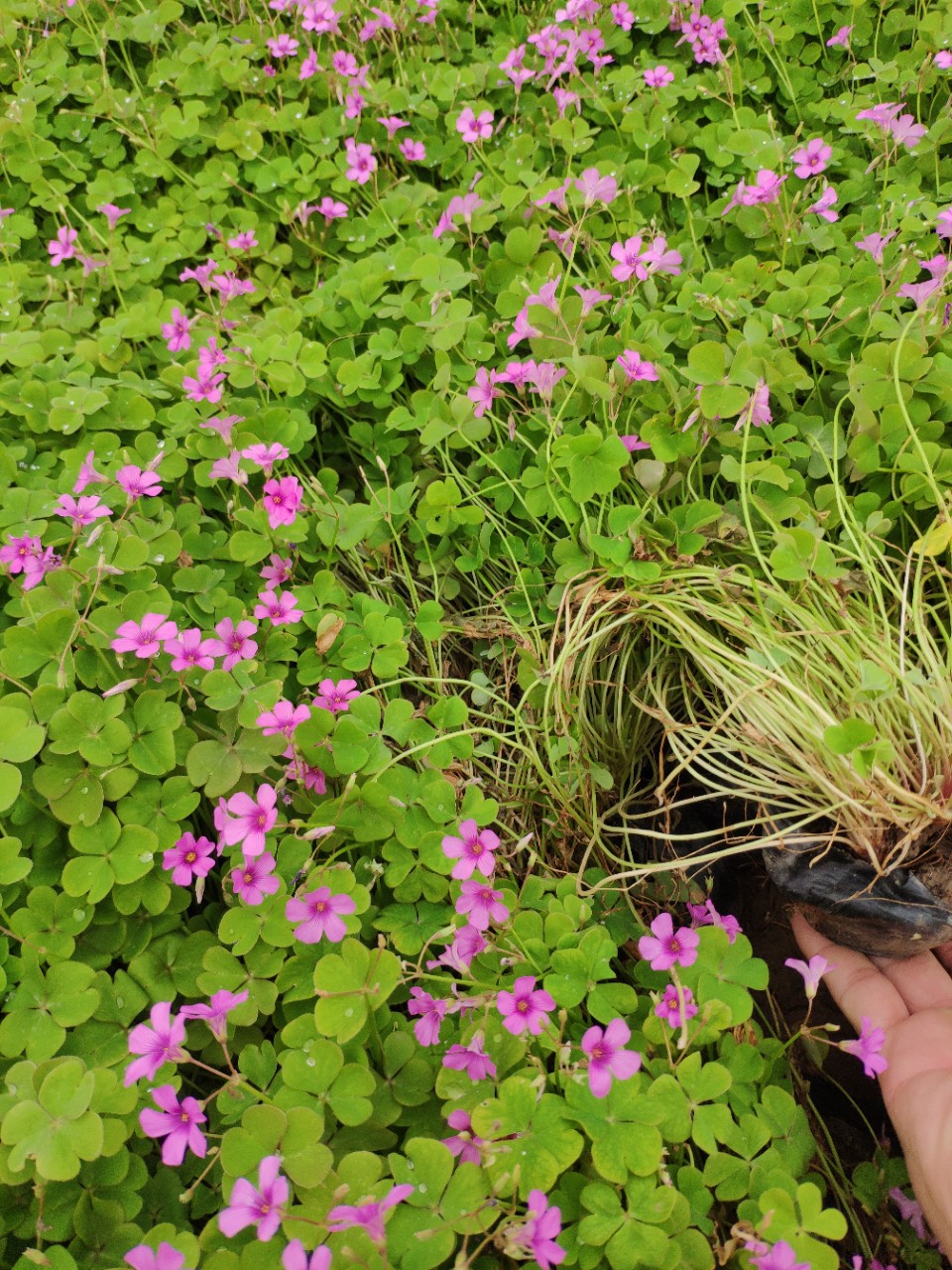 2003基地批发 供应 红花酢酱草 营养钵苗 绿化苗木 花海 容器苗