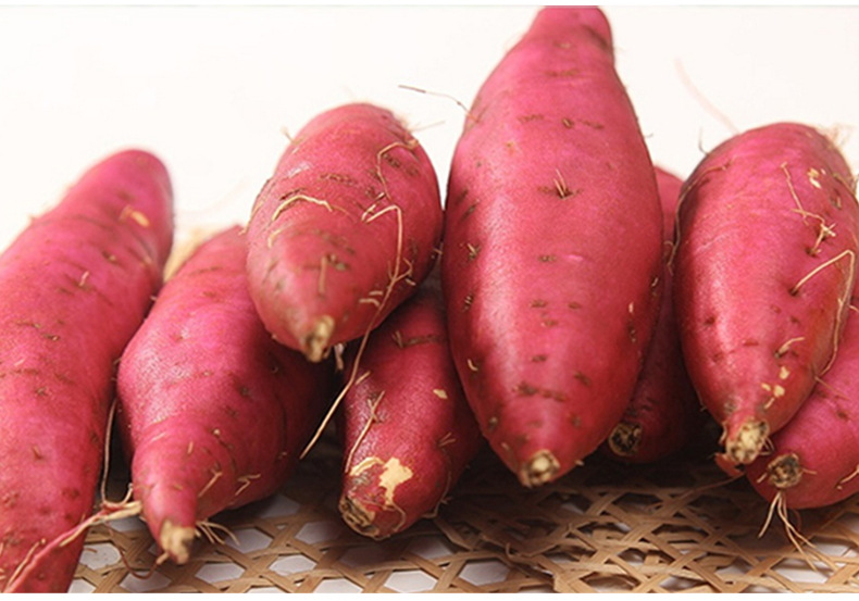 【六鳌蜜薯】微供5/9斤新鲜沙地番薯洋芋头红苕烟薯25号烤地瓜