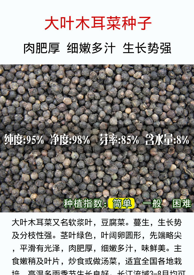 大叶木耳菜种子 农田菜地种植叶片厚当季蔬菜木耳菜籽