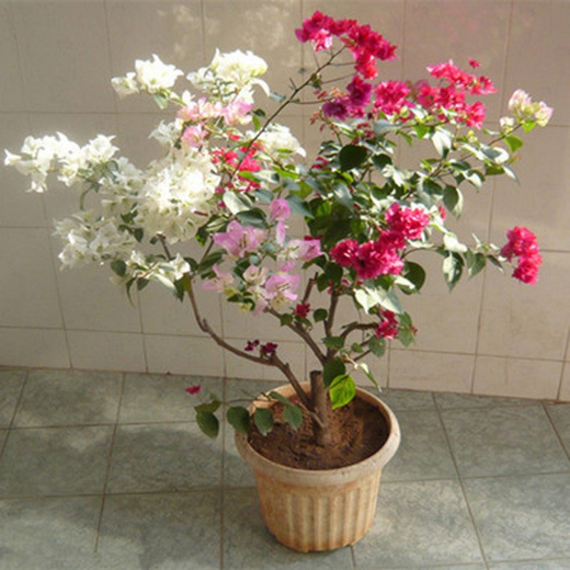 县清禾苑园林绿化中心9年美人梅 榆叶红梅绿萼梅榆叶梅青梅杏梅宫粉