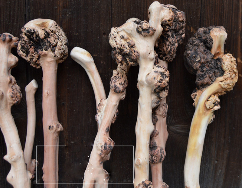 云南黑果木树瘤背捶天然黑果木捶子旅游景区庙会健身捶背批发