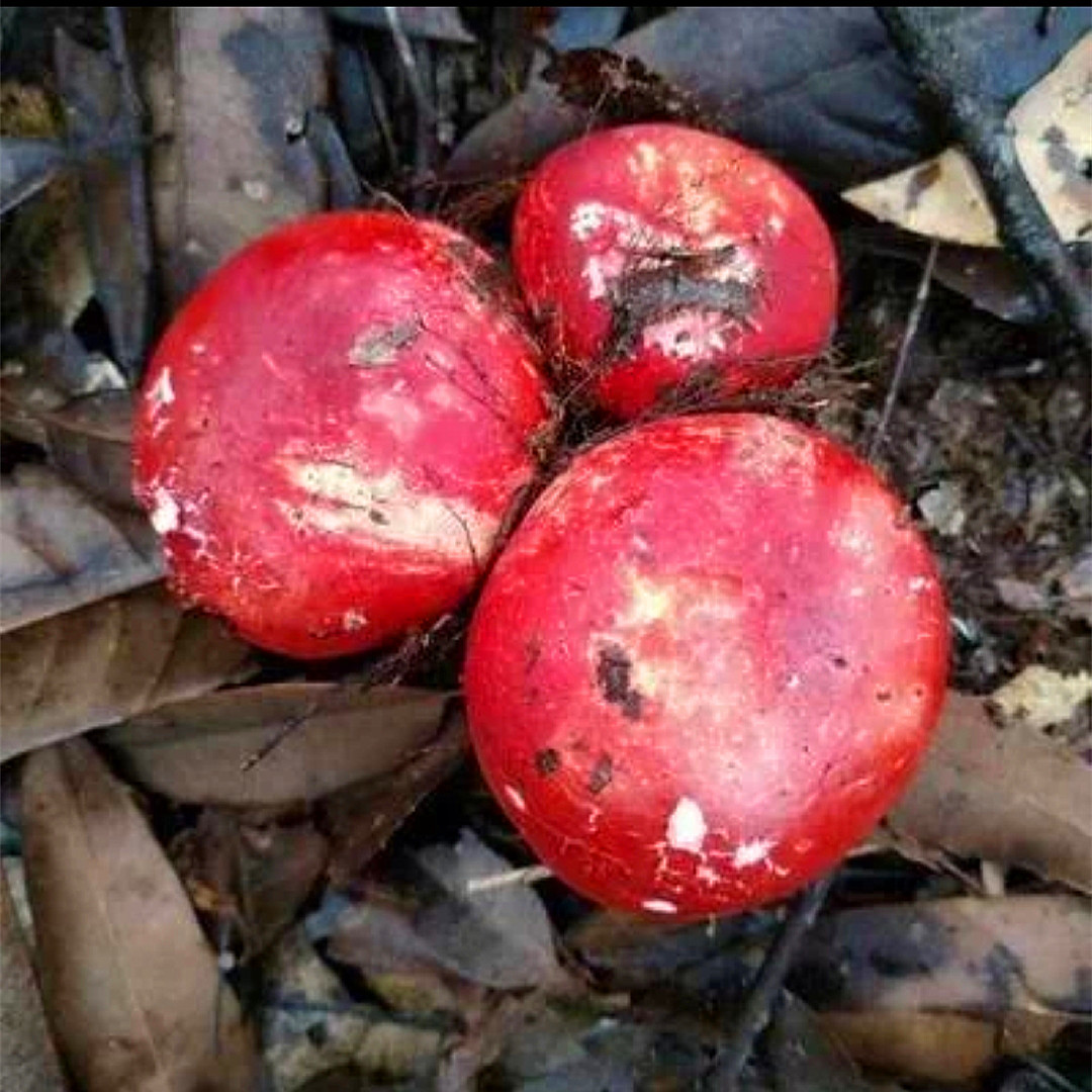 云南特产野生大红菇标菇干货 正红菇干货 蓝底红菇大红菌产地货源