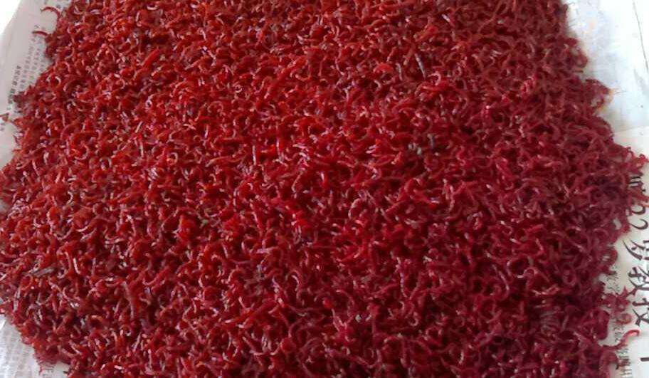 批发 优惠鲜活 钓鱼 红虫 诱饵 蚯蚓 活 鲫鱼 量大包邮包活