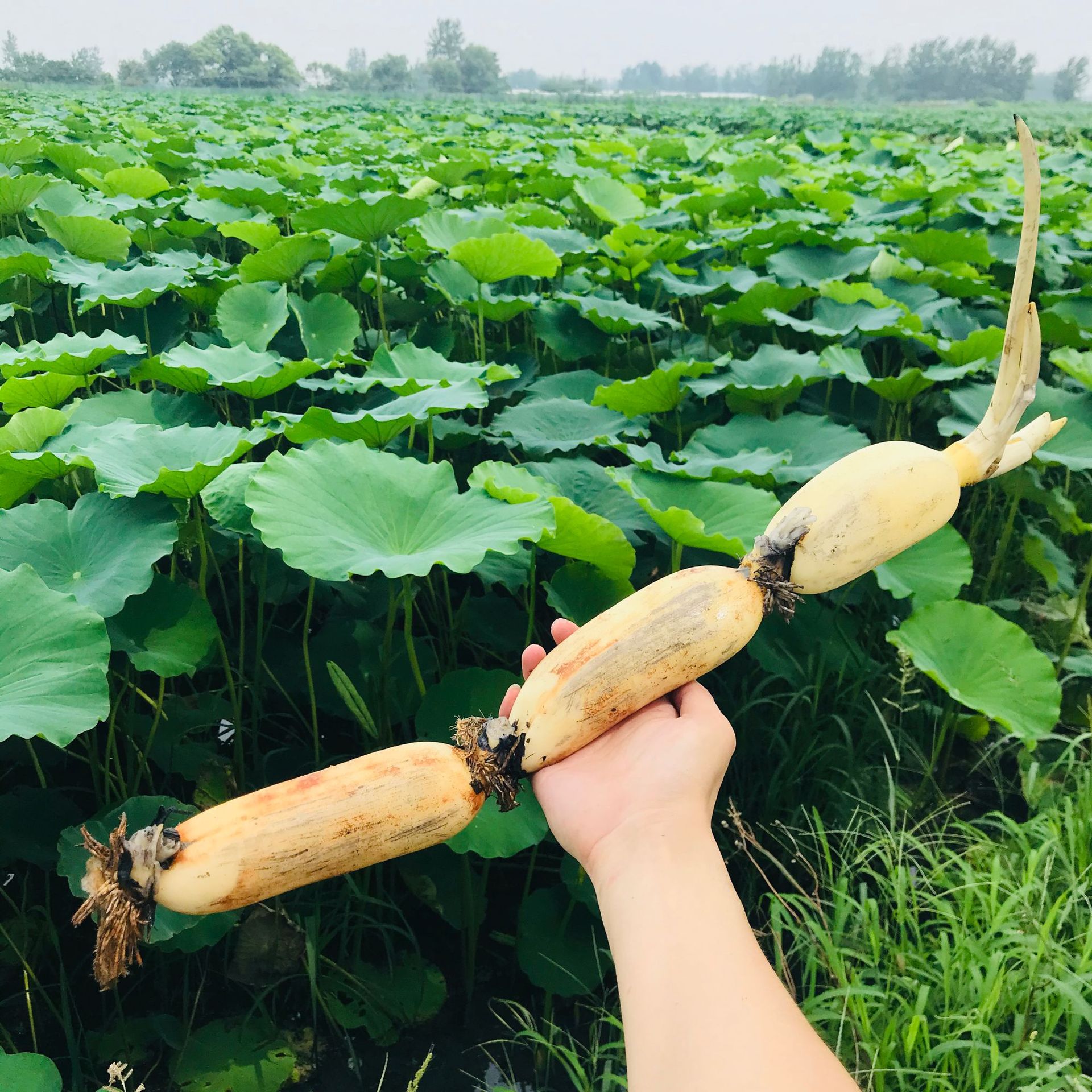 庐江特产花香藕生态莲藕鲜藕现挖批发外贸清炒水生蔬菜嫩甜香脆藕