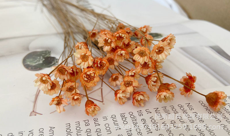 【巴西小星花】星星花浮游花香薰花瓶花材diy材料摄影非常迷你