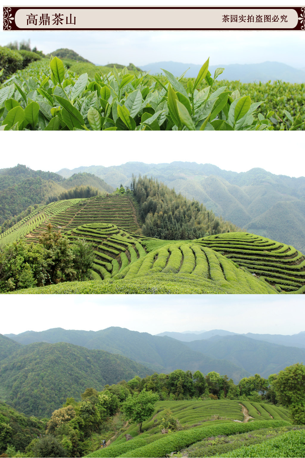 台湾梨山云雾乌龙茶 金萱茶叶批发奶香台湾乌龙茶叶浓郁 支持代发