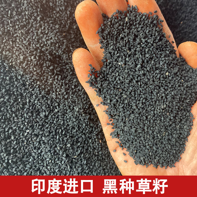 黑种草籽护发养发油提炼乌斯玛草籽