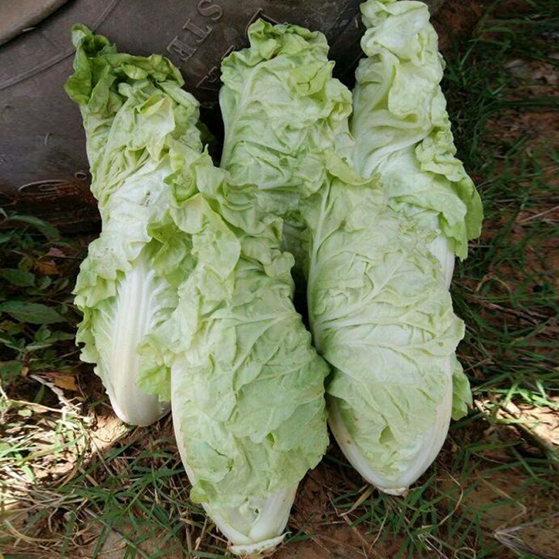 宝宝菜种子快菜娃娃菜早熟甜嫩耐热春季银丝王四季结球小白菜种籽