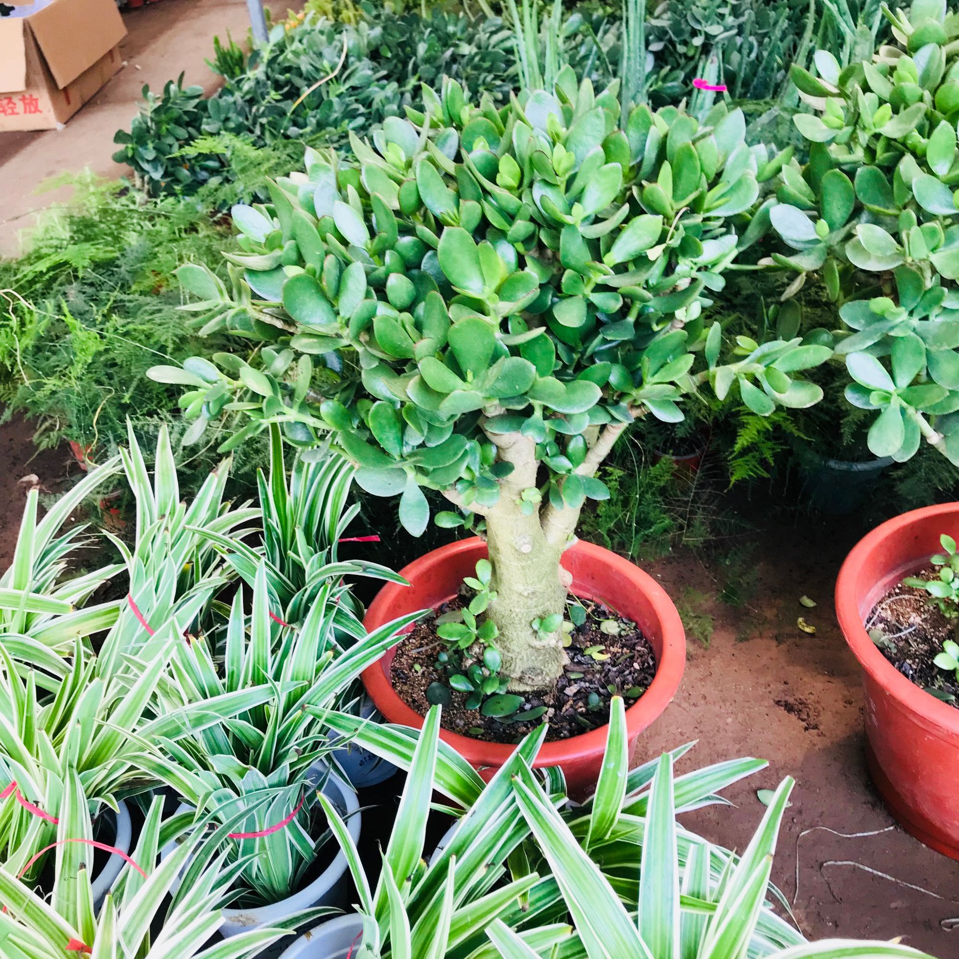 玉树盆栽室内客厅绿植花卉 多肉老桩植物 净化空气防辐射植物盆栽