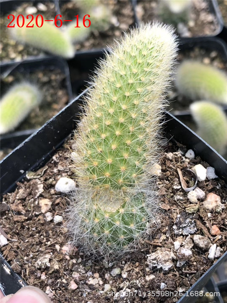 738山东多肉植物种植大棚盆栽批发 九尾狐单群2-3头多肉群生品种