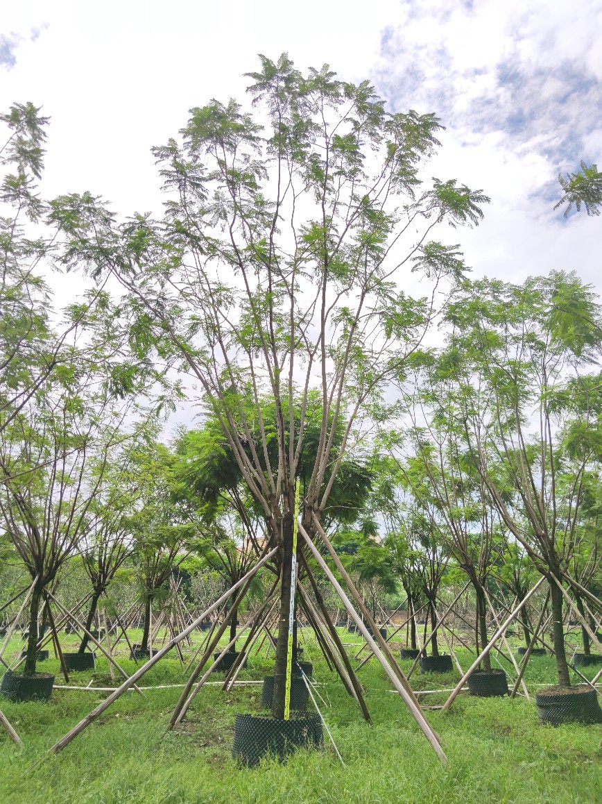 供应 全冠蓝花楹 18-22cm 假植苗 蓝雾树 紫蓝色花