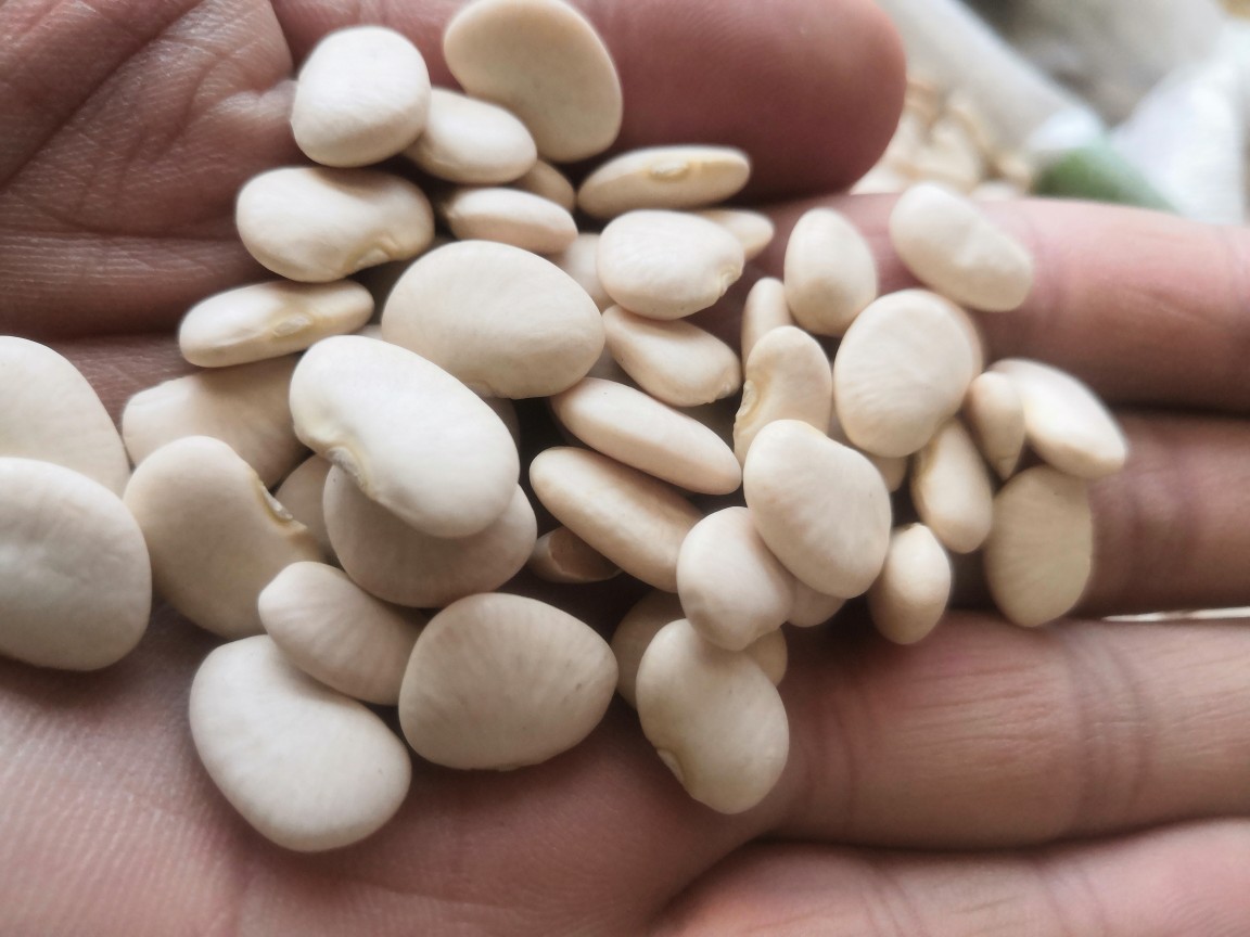 白凤豆白刀豆大白豆新货流沙馅料豆沙馅原料杂粮25kg