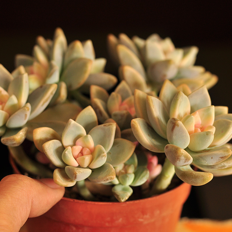 12cm大群生淡雪锦新款阳台植物盆栽家居装饰绿植多肉肉批发特价