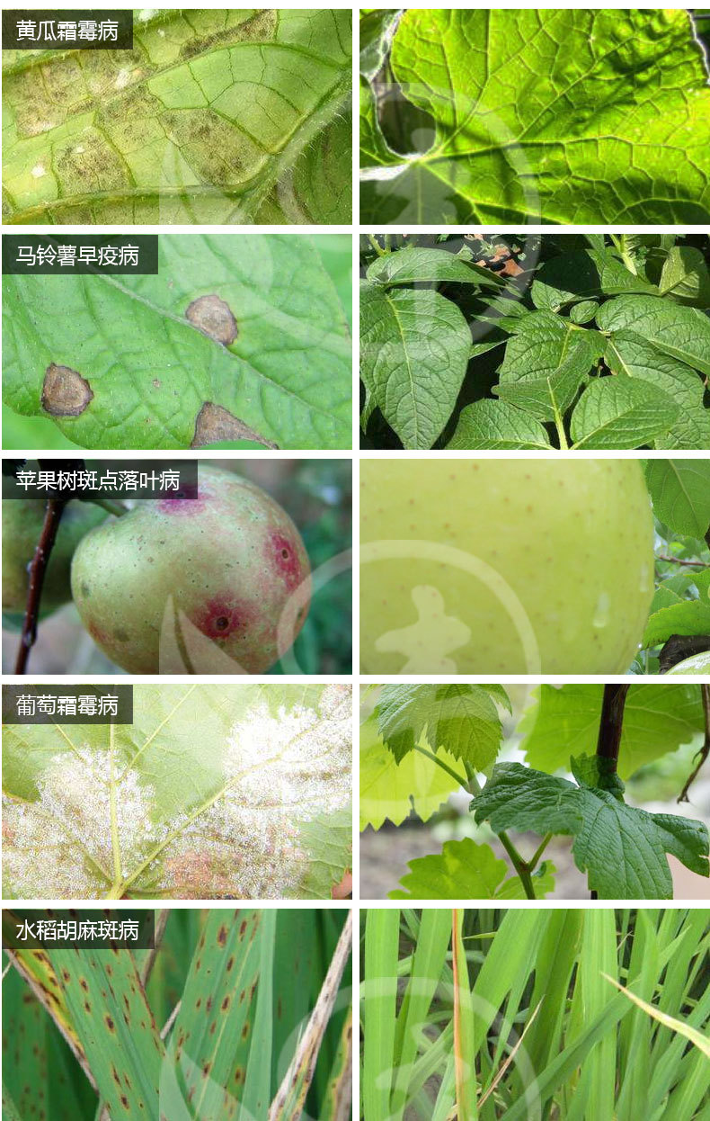 德国拜耳 安泰生 70%丙森锌 霜霉病早晚疫病 农药杀菌剂 1000g