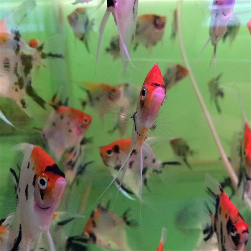 3-4cm三色燕鱼活体小型淡水热带观赏鱼水族宠物鱼渔场批发