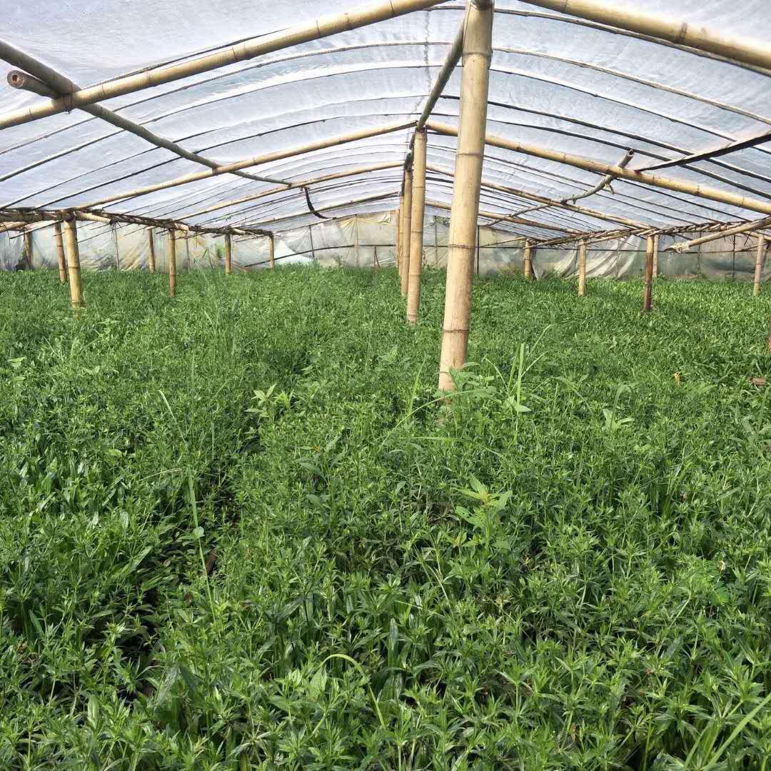 4斤包邮 云南大香菜新鲜老缅芫荽云南傣族产香料大香菜大芫茜