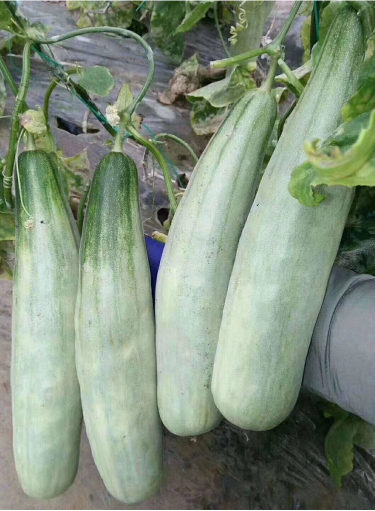特大超甜羊角酥甜瓜种籽羊角蜜甜瓜种子香瓜正品春季四季水果种孑