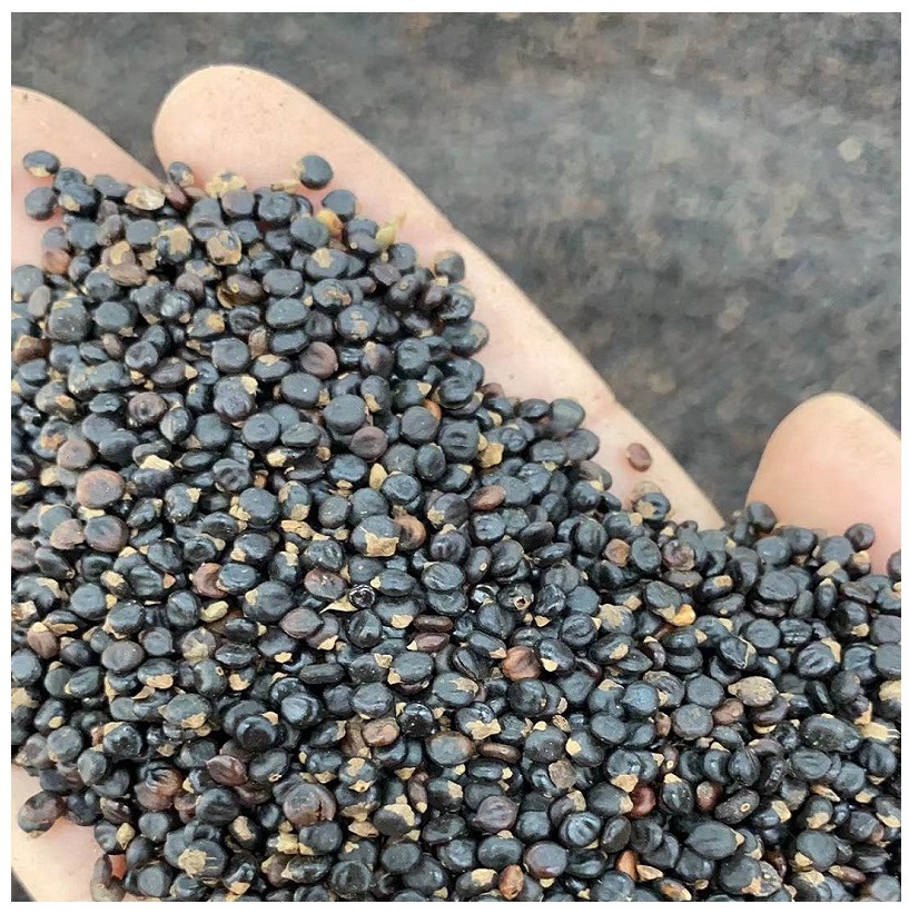 水红花草种子直销 批发药材蓼实子当年新采水荭草子红蓼 庭院园林