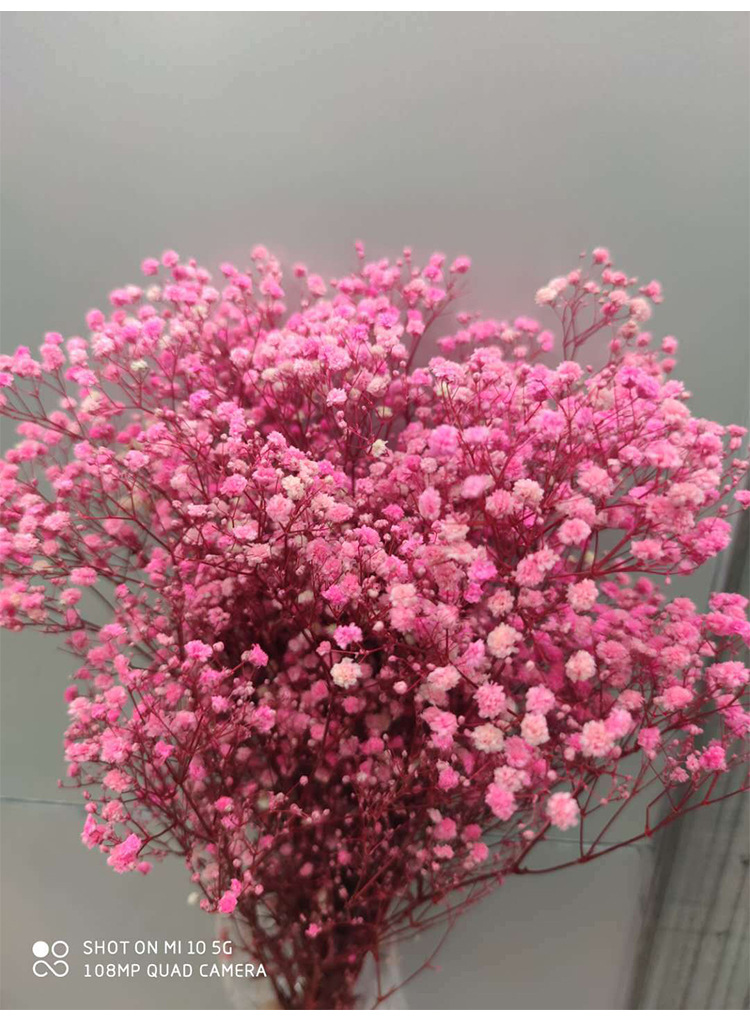 永生花厂家批发 永生满天星 干花满天星 diy家居装饰摆设批发