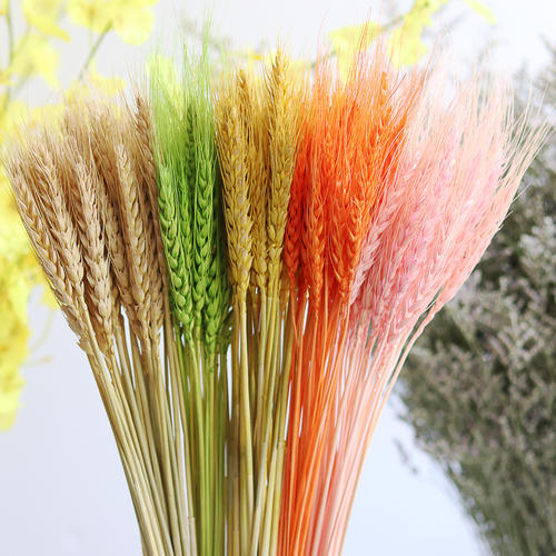 大量供应彩色小麦,麦穗
