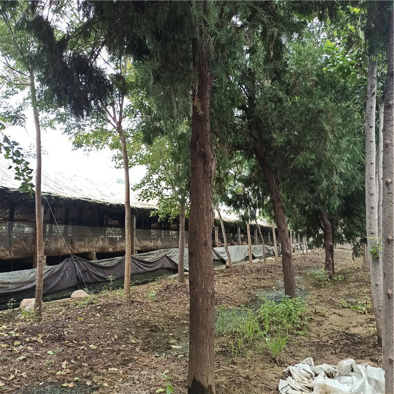 清地批发15公分-20公分侧柏 灌木风景树 大规格侧柏树 造型侧柏