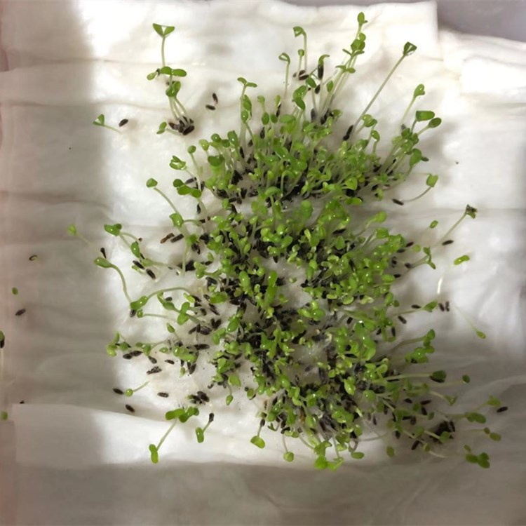 批发出售草花种子 大滨菊种子 西洋滨菊 菊花香草种子 花卉种子