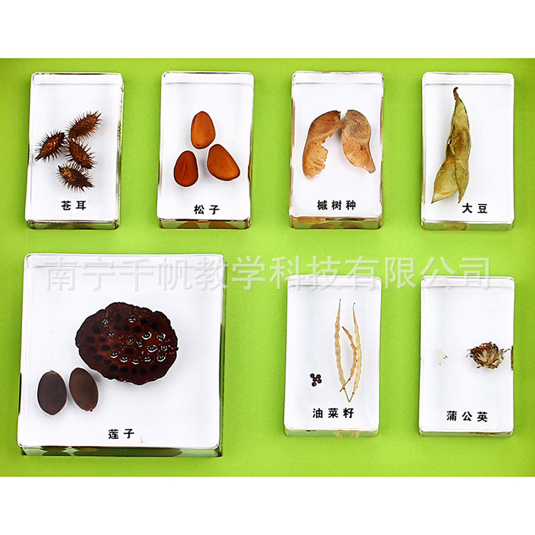 幼儿园科学发现室标本植物标本类种子的旅行套装益智科教