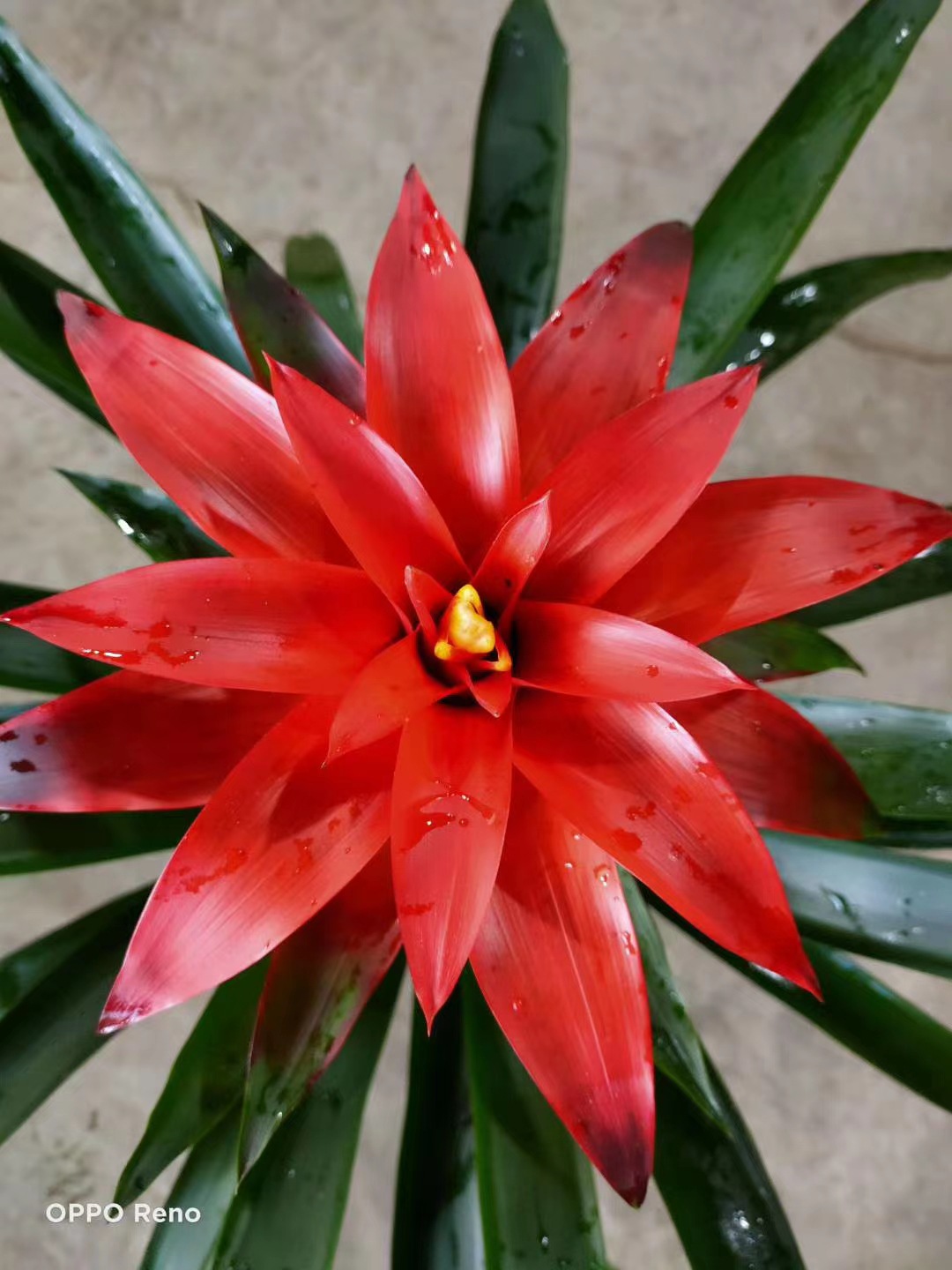 基地直销批发新红星平头红年宵花室内净化空气盆栽花卉花期长