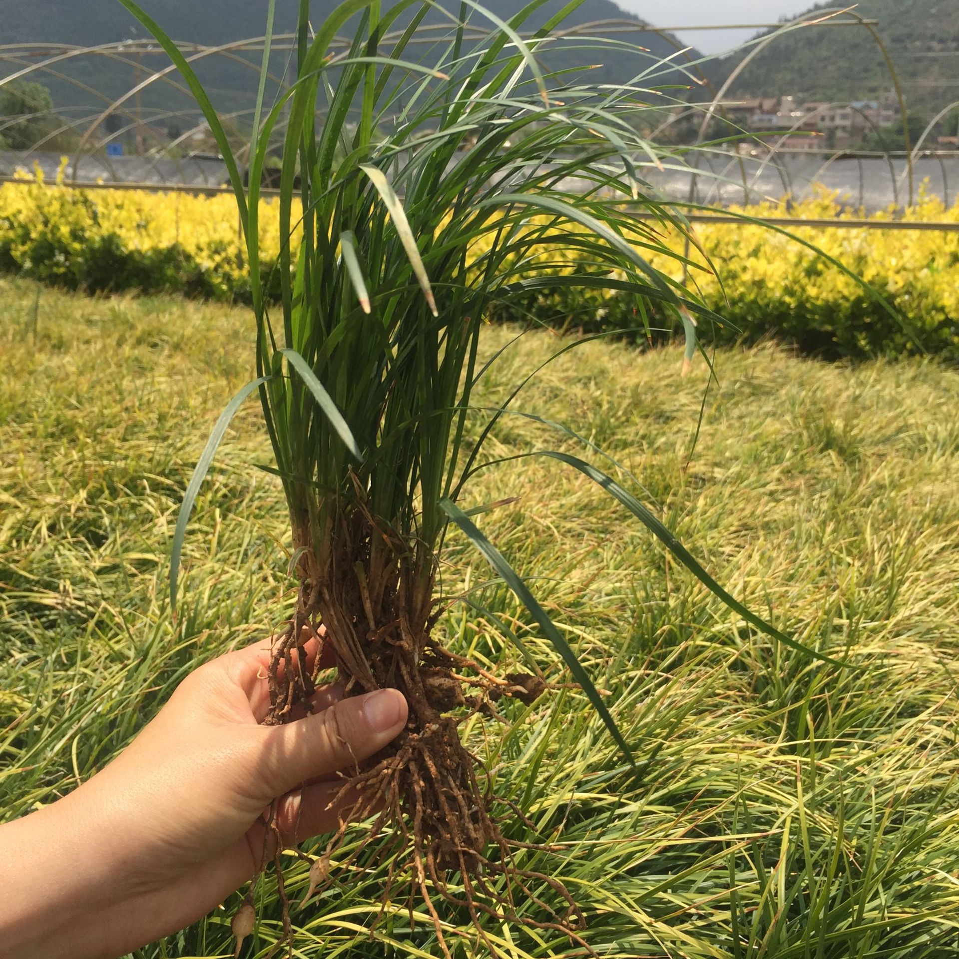 麦冬草 四季常青地被植物耐践踏耐冻草坪 云南基地直销细叶麦冬草