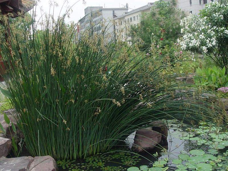 挺水植物 水生植物 水葱苗可用于池塘公园湖边湿地造景绿化工程苗