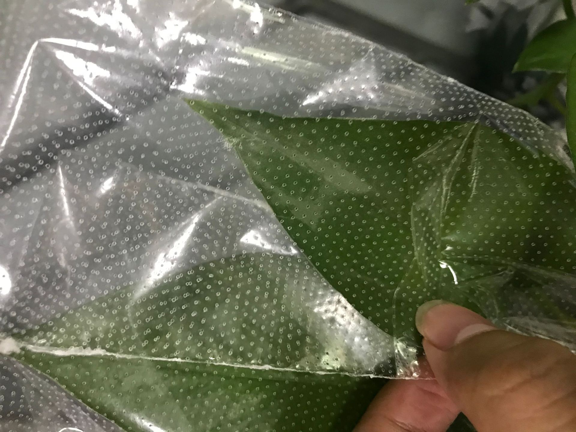 打孔微孔薄膜葡萄水果防虫鲜花打孔膜小孔薄膜打孔可透气可呼吸