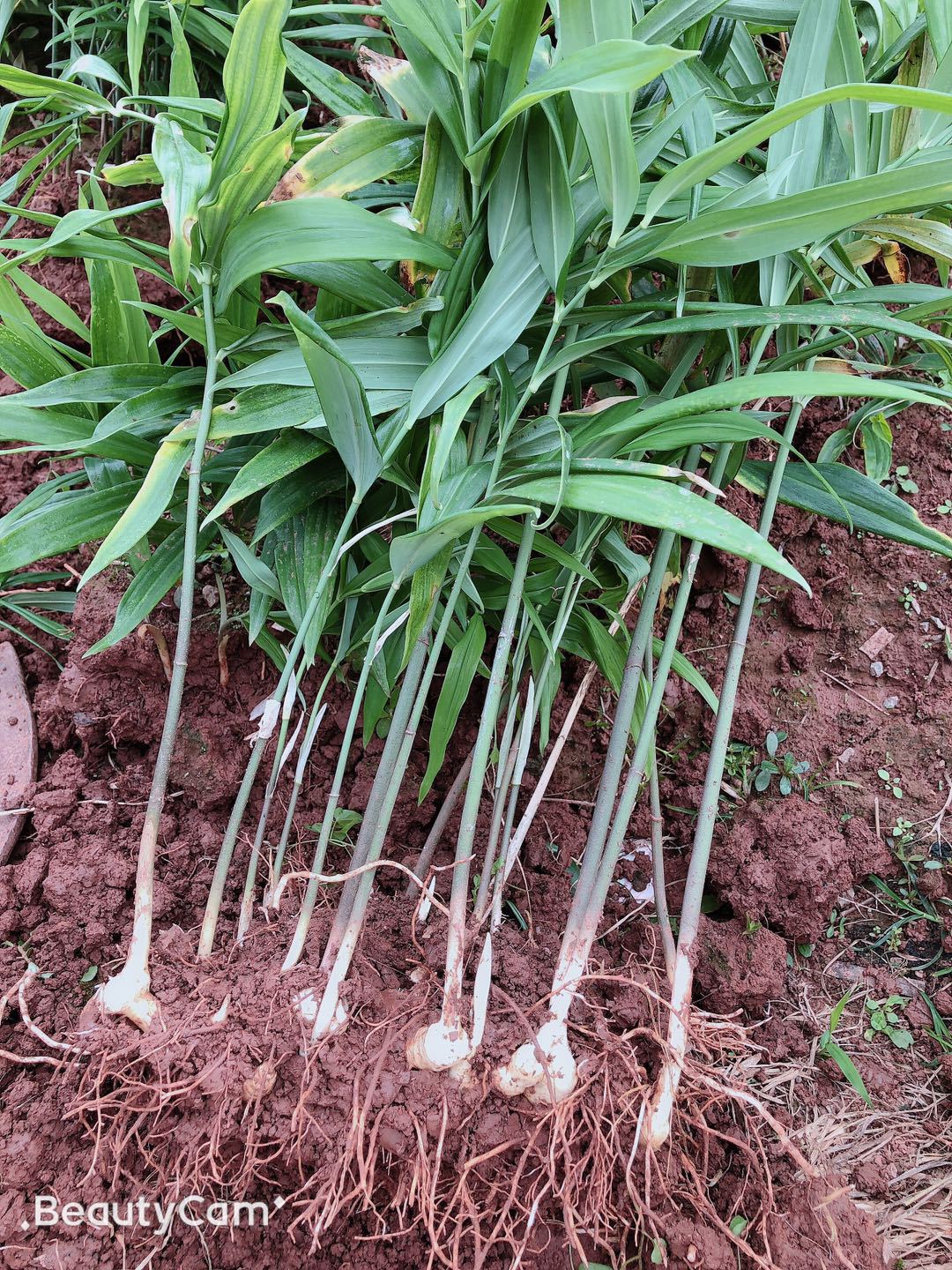 供应批发中药材种苗黄精种苗,黄精种植 基地直发