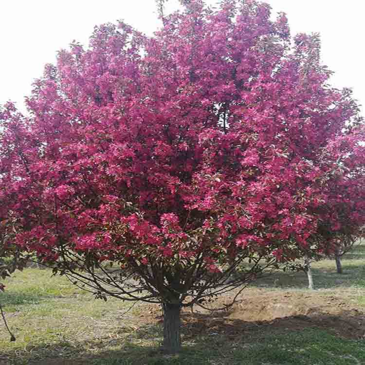 山东销售八棱海棠树 八棱海棠批发价格 丰源 大量出售