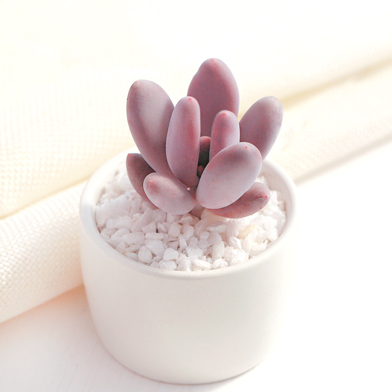 桃美人多肉植物多肉组合盆栽超萌绿植肉肉室内防辐射基地直销批发