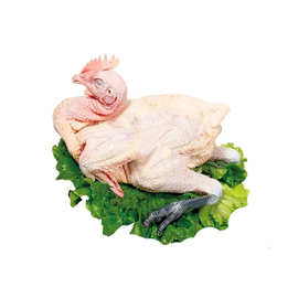 牧村皇黑脚公鸡黑爪餐饮批发冷冻黑脚生鲜冻鸡整鸡餐厅半成品食材