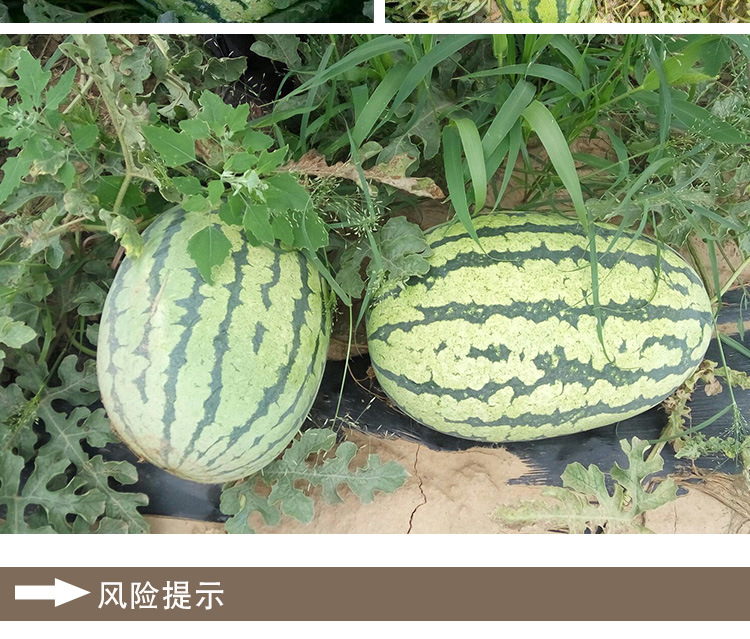 懒汉西农八号西瓜种子 农田菜园基地杂交中熟大果椭圆甜脆西瓜籽