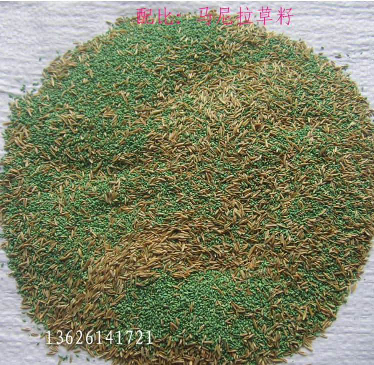 批发 马尼拉草籽 马尼拉 四季青草籽