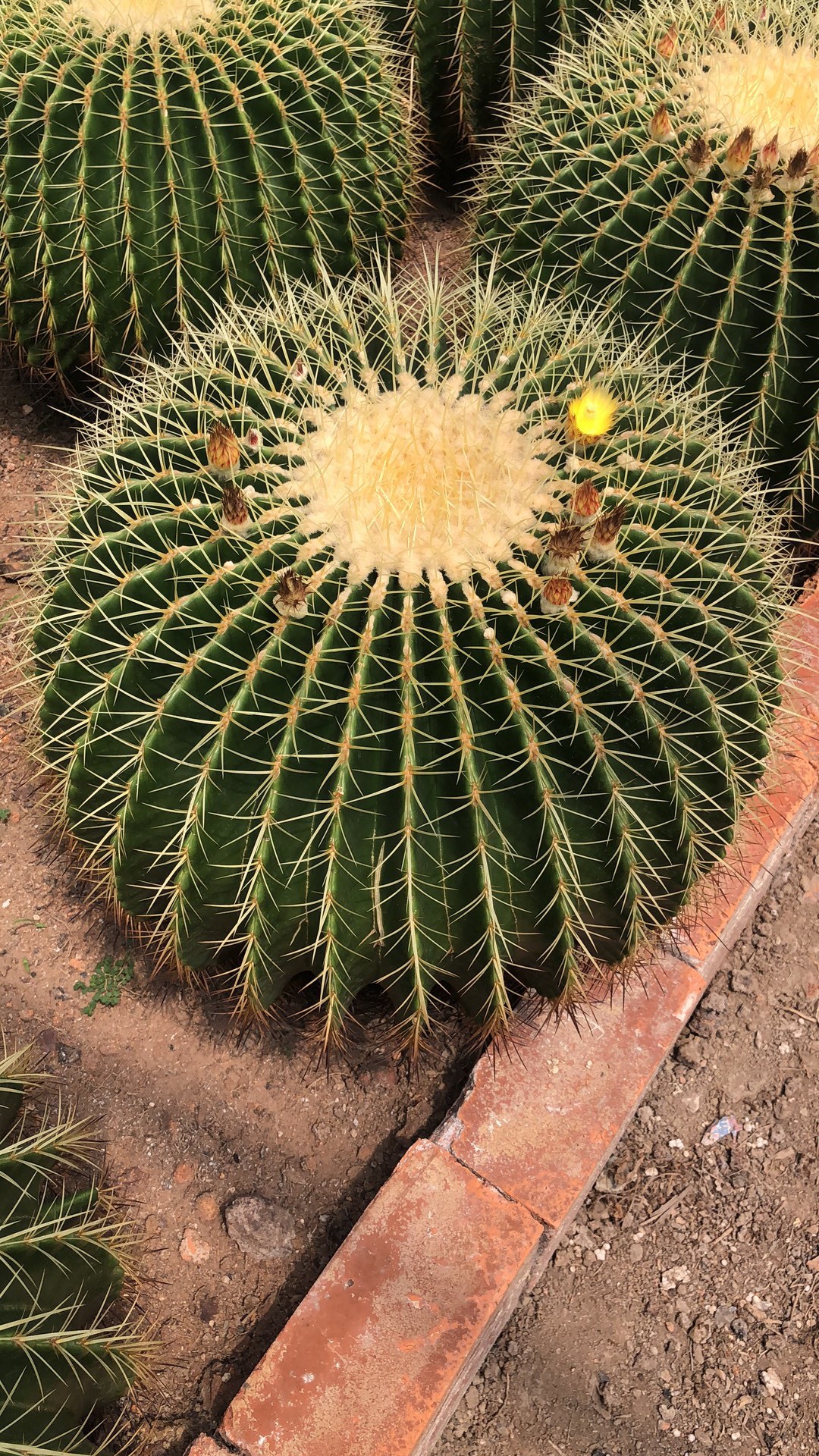 金琥仙人球金虎球茎圆球形墨西哥植物热带沙漠景观室内温室地栽