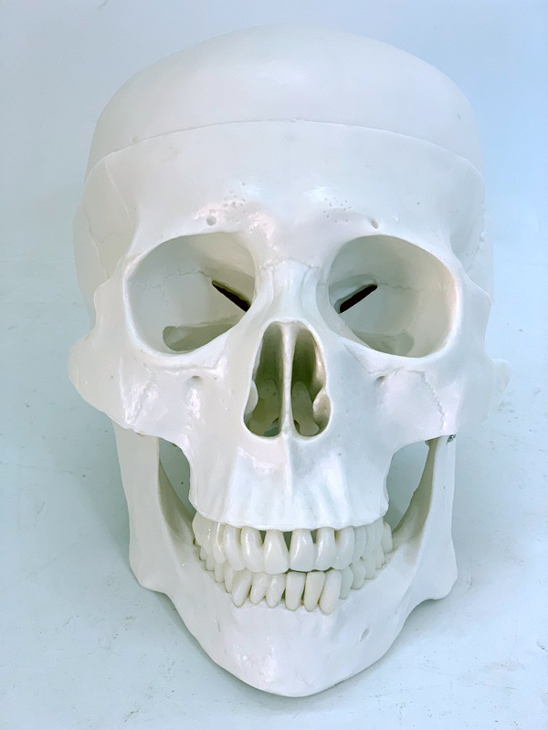 170cm人体骨骼模型 医学教学人骨架骷髅骨架影视道具骨骼标本科教