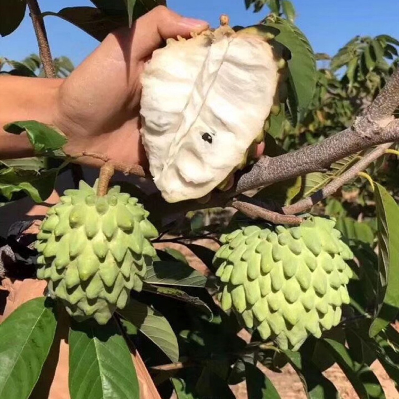 台湾嫁接凤梨释迦果树蜜释迦果树佛头陀果树林檎果树南北种植盆栽