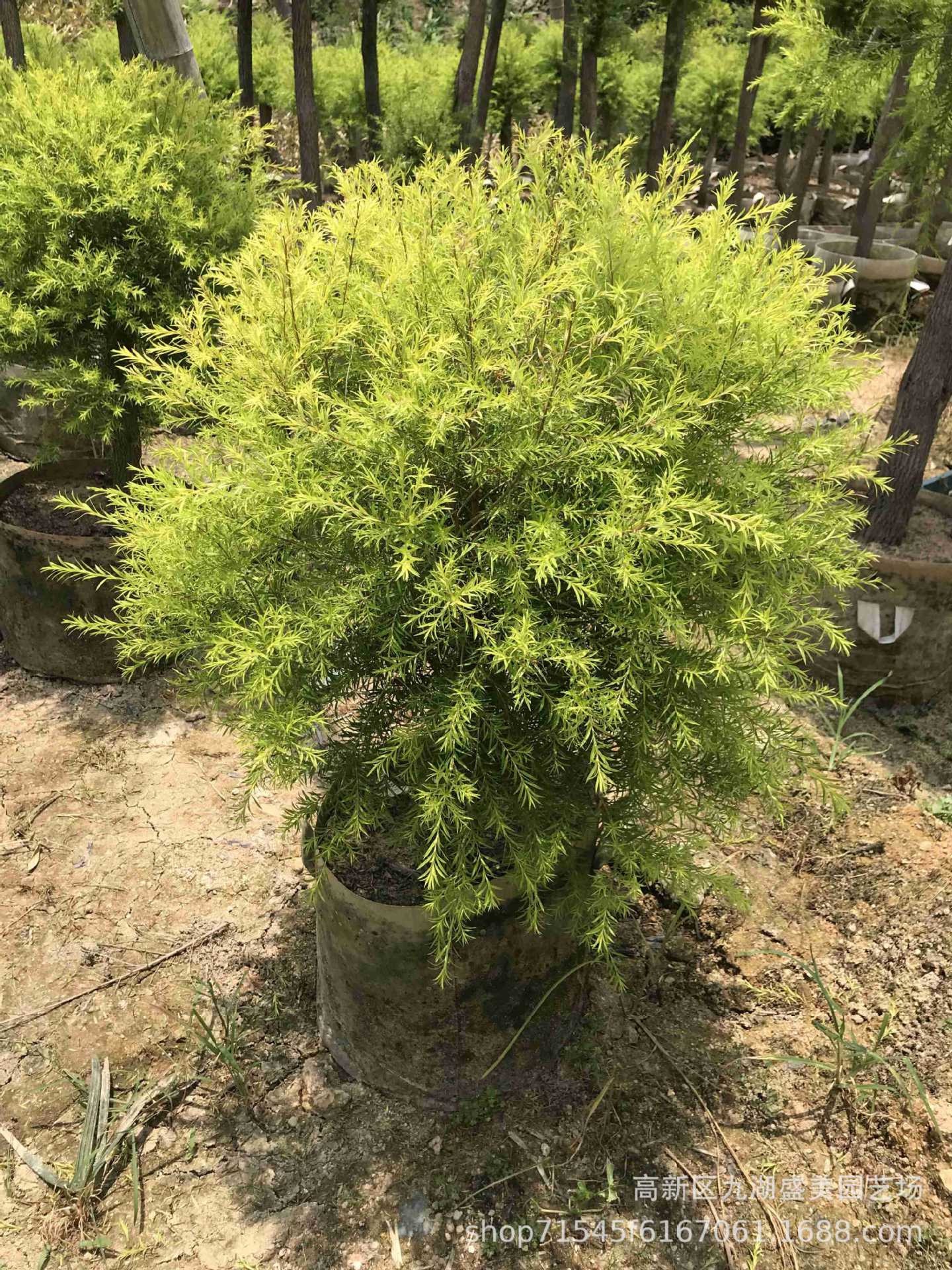 2米高黄金香柳树 浙江千层金黄金香柳树 千层金树批发 千层金基地