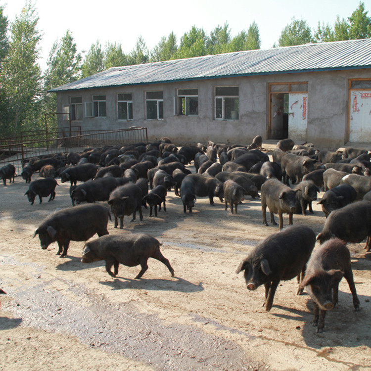 河北省香猪生态养殖园10斤以上的香猪价格出售30斤的藏香猪包邮