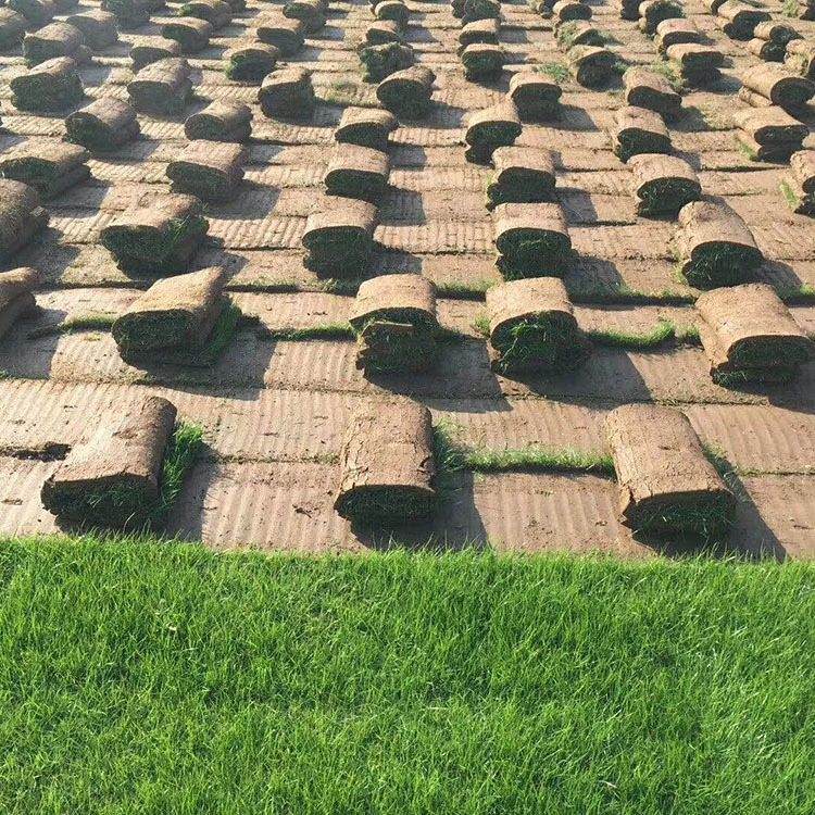 庭院绿化草坪 草皮 带土带泥果岭草马尼拉四季青草皮带泥土真草皮