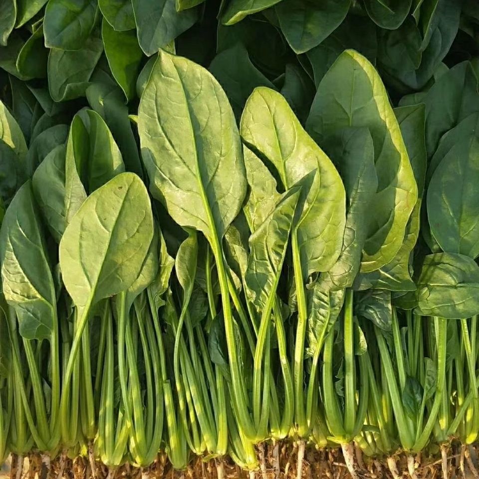 产地直供坏单包赔菠菜新鲜蔬菜农家现摘现发小菠菜嫩甜可口1斤