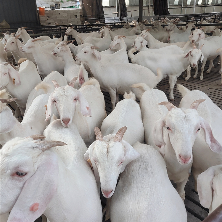 养殖场出售 白山羊 美国白山羊 成年大白羊 山羊肉羊养殖