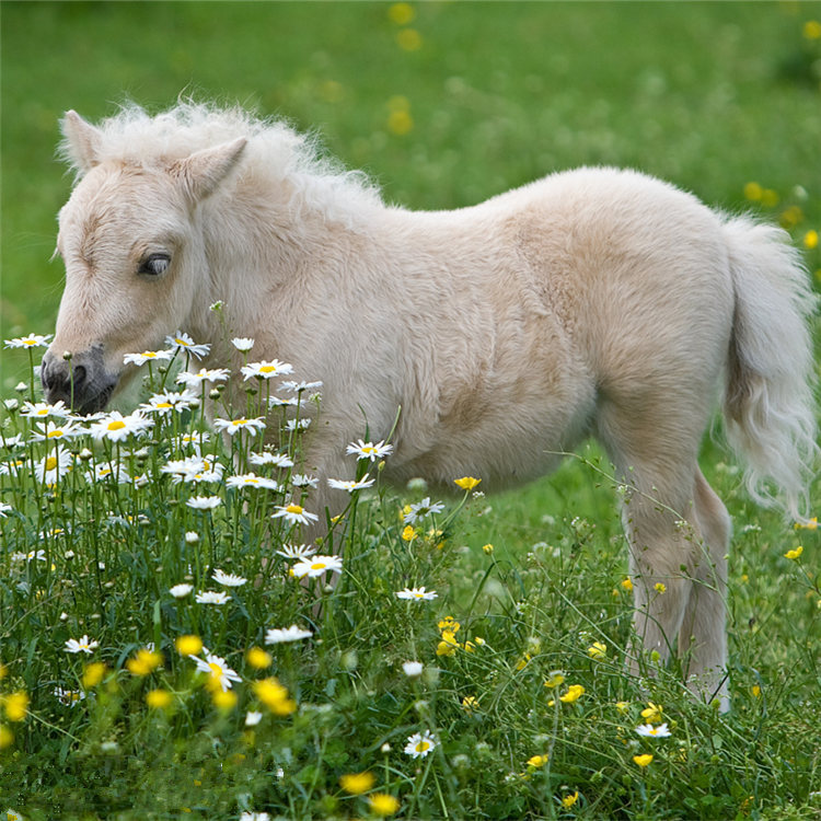 骑乘马养殖场出售德保矮马 景区观赏骑乘用矮马