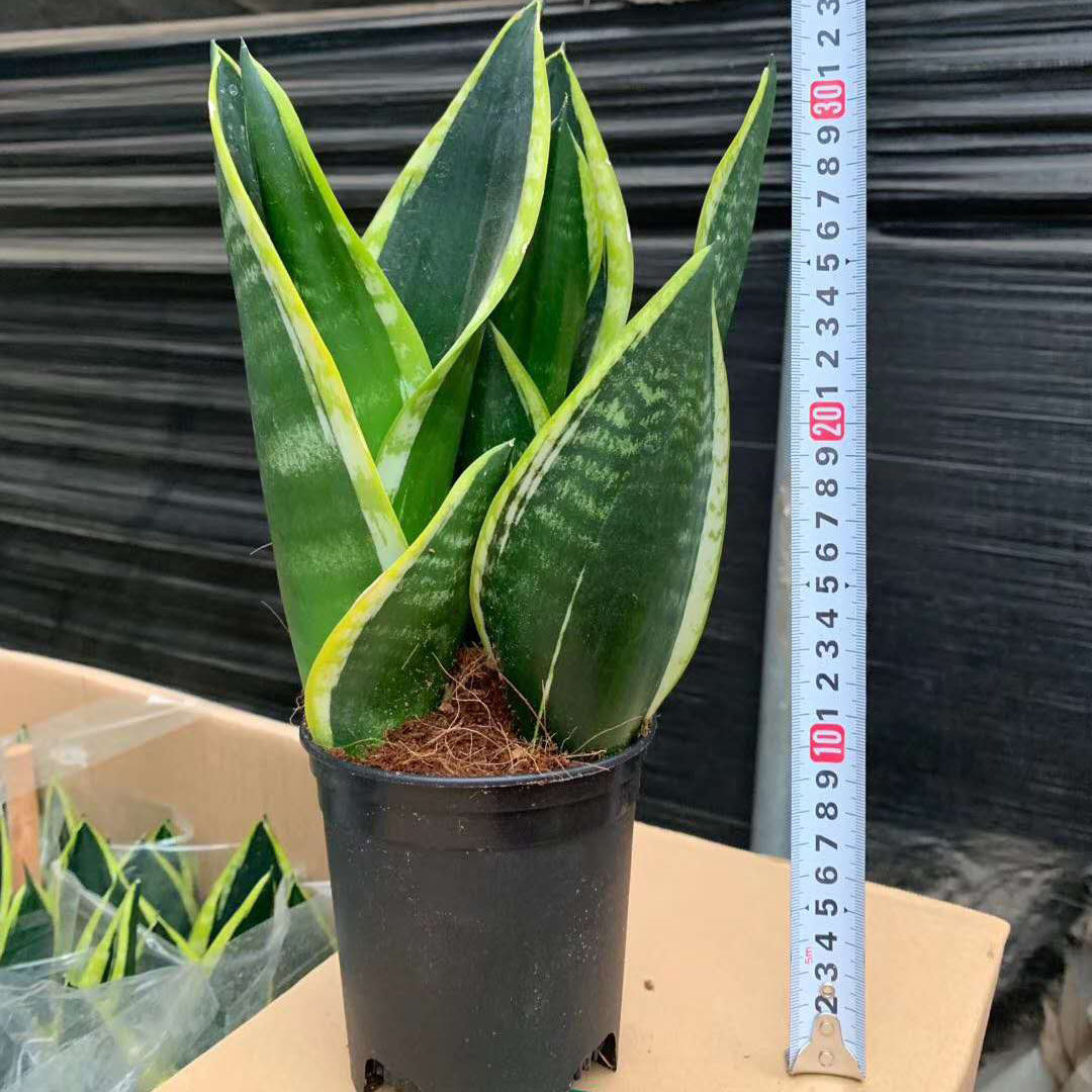 基地直供家居植物花卉盆栽虎皮兰植物盆栽025l霸王兰