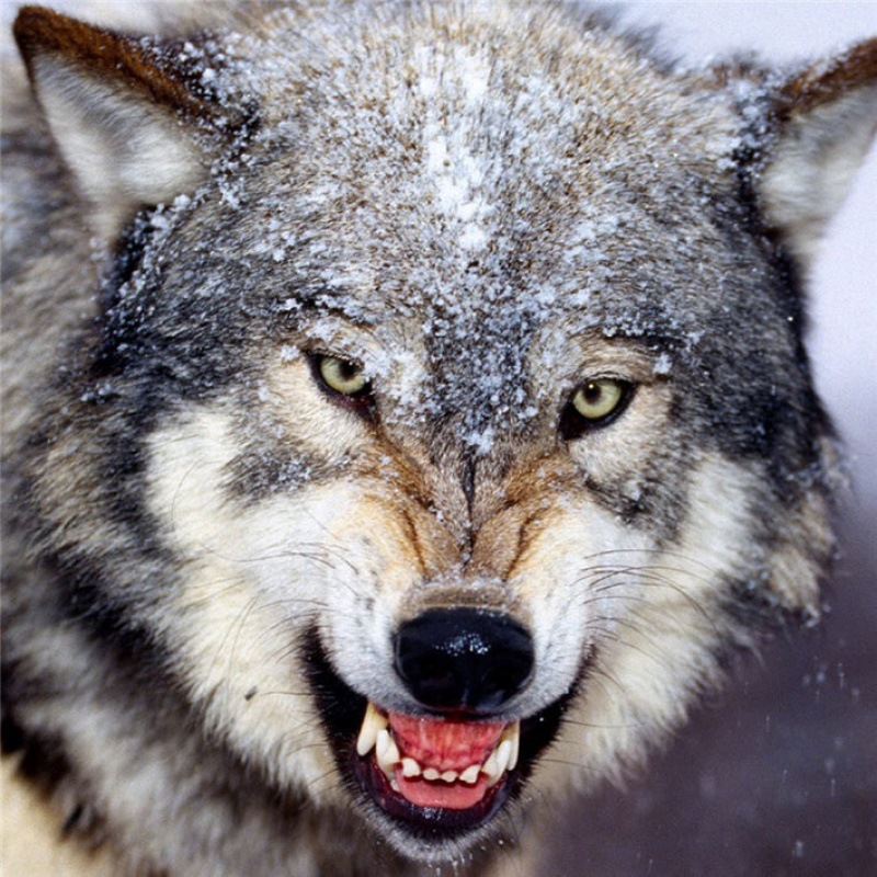 做旧不锈钢铸造扣汽车钥匙扣男士霸气狼头动物钥匙圈挂件批发反光车贴