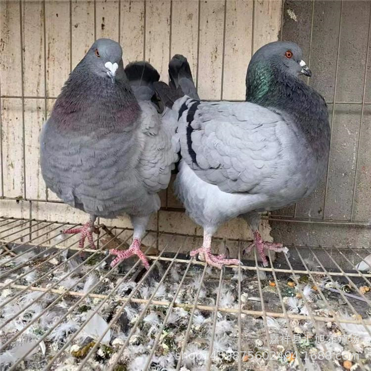 0成交70只产地直销优质元宝鸽 特大青年元宝鸽多少钱